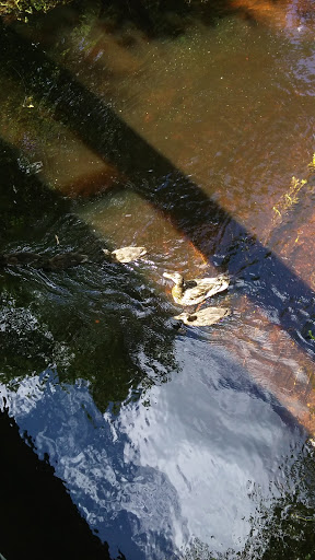 Park «Pond Meadow Park», reviews and photos, 470 Liberty St, Braintree, MA 02184, USA