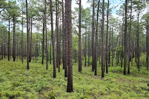 Weymouth Woods - Sandhills Nature Preserve image