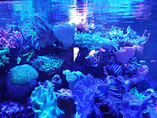Aquarium «Reef Systems Coral Farm Inc», reviews and photos, 8459 Peter Hoover Rd, New Albany, OH 43054, USA