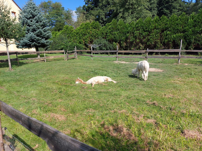 Őrségi Patakparti Alpaka Farm - Szaknyér