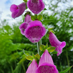 Photo n° 24 de l'avis de Camille.r fait le 11/07/2021 à 16:22 pour Le Donon à Grandfontaine