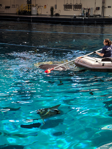 Aquarium «Georgia Aquarium», reviews and photos, 225 Baker St NW, Atlanta, GA 30313, USA