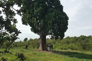 Arbore Sequoia image