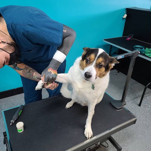 What The Fluff Dog Grooming