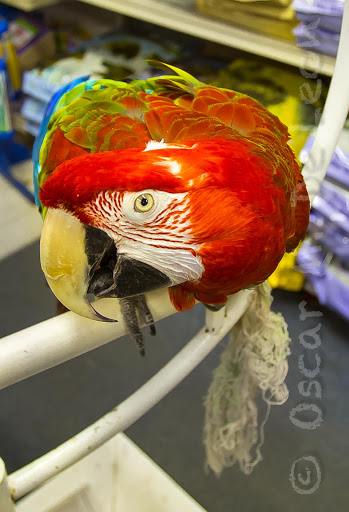 Tropical Fish Store «Midway Tropical Fish & Pets», reviews and photos, 24101 Pacific Hwy S, Kent, WA 98032, USA