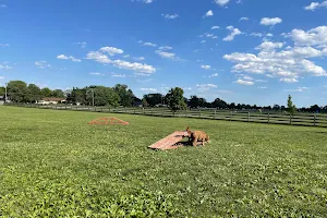 Wiggly Field Dog Park image
