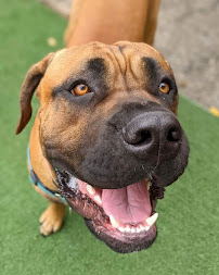 High Hopes Dog Training - Photo 5 - Car repair in , Roanoke