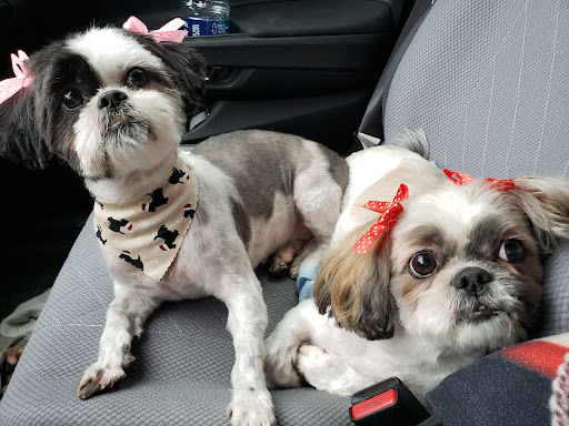 PETZ Perfection Grooming