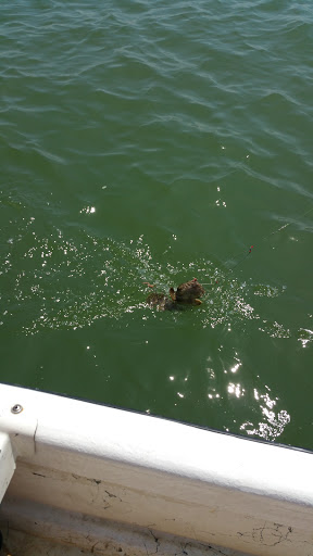 General Store «Cherrystone Resort Store», reviews and photos, 1357 Townfield Dr, Cape Charles, VA 23310, USA