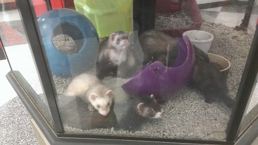 Pet Supply Store «Petco Animal Supplies», reviews and photos, 682 Broadway #1n, Saugus, MA 01906, USA