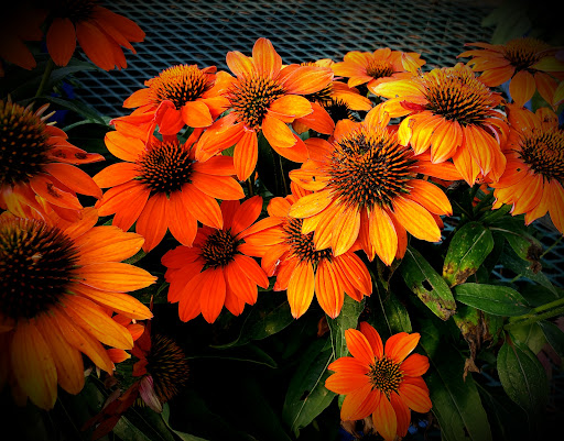 Garden Center «Dees Nursery & Florist», reviews and photos, 69 Atlantic Ave, Oceanside, NY 11572, USA