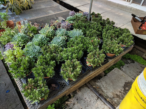 Florist «Exotic Flowers», reviews and photos, 609 American Legion Hwy, Boston, MA 02131, USA