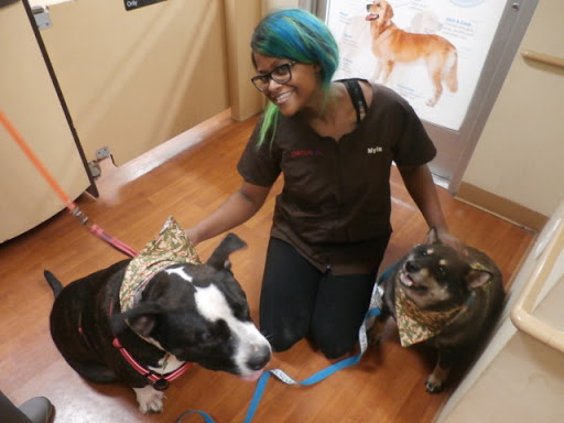 Pet Supply Store «Petco Animal Supplies», reviews and photos, 1065 Kennedy Rd, Windsor, CT 06095, USA