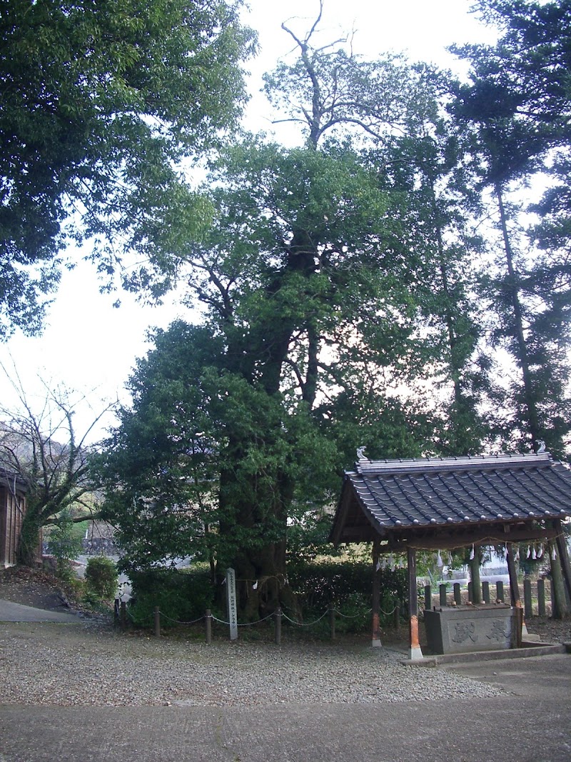 熊野神社のシラカシ