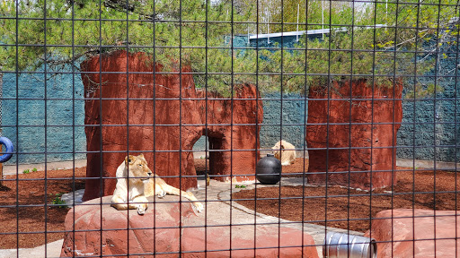Zoo «Capron Park Zoo», reviews and photos, 201 County St, Attleboro, MA 02703, USA