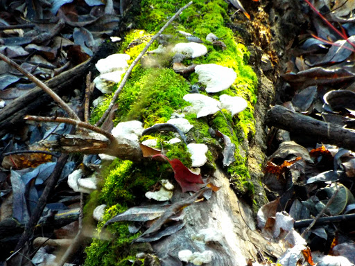 Community Center «St Johns Community Center», reviews and photos, 8427 N Central St, Portland, OR 97203, USA