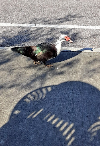 Park «Henry J. Klutho Park», reviews and photos, 204 W 3rd St, Jacksonville, FL 32206, USA