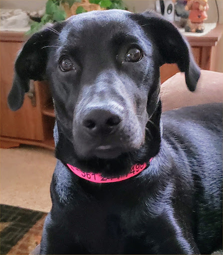 Kennel «Barkaritaville Pet Resort», reviews and photos, 6617 Jefferson St, Corpus Christi, TX 78413, USA