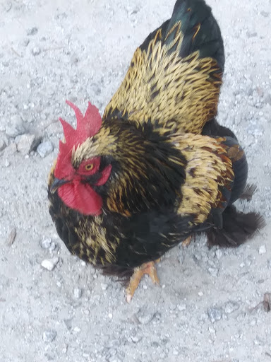 Barbecue Restaurant «Hubba Hubba Smokehouse», reviews and photos, 2724 Greenville Hwy, Flat Rock, NC 28731, USA