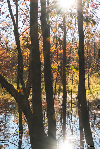Nature Preserve «Beanblossom Bottoms Nature Preserve - Sycamore Land Trust», reviews and photos, N Woodall Rd, Ellettsville, IN 47429, USA