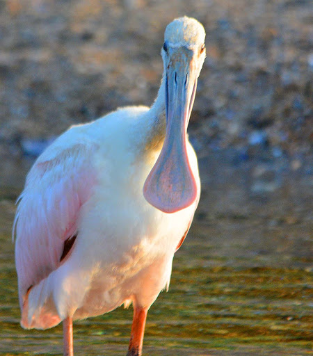 Tourist Attraction «Wetlands overlook park», reviews and photos, 4020 11th St, North Beach, MD 20714, USA