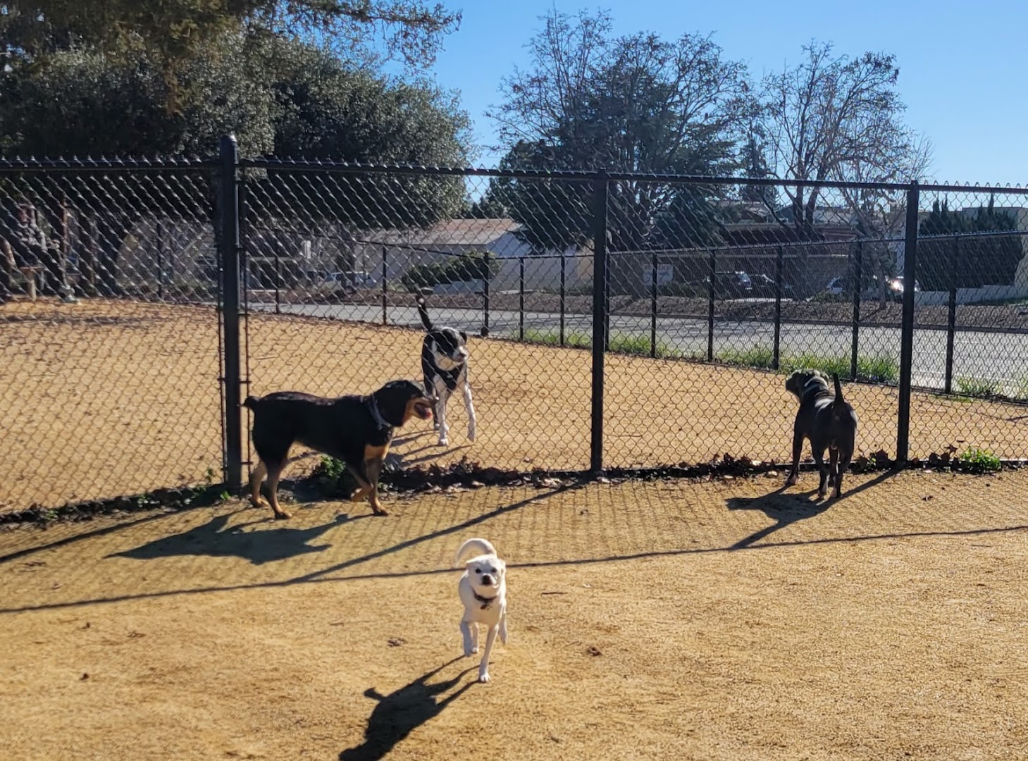 Fair Oaks Dog Park