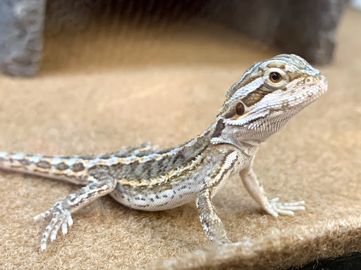 Pet Supply Store «Petco Animal Supplies», reviews and photos, 12014 SW 88th St, Miami, FL 33186, USA