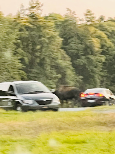 Nature Preserve «Elk and Bison Prairie», reviews and photos, Elk & Bison Prairie Rd, Golden Pond, KY 42211, USA