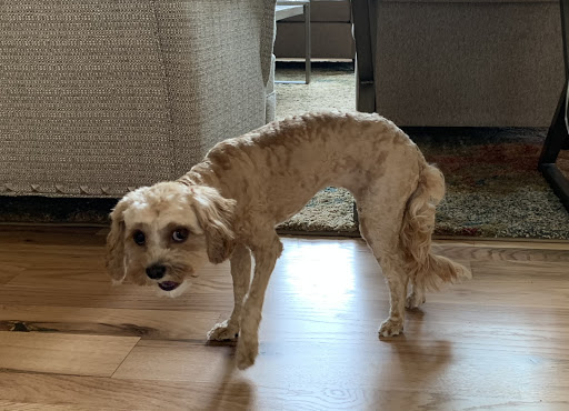 Pet Supply Store «Republic of Paws», reviews and photos, 2411 W Colorado Ave, Colorado Springs, CO 80904, USA