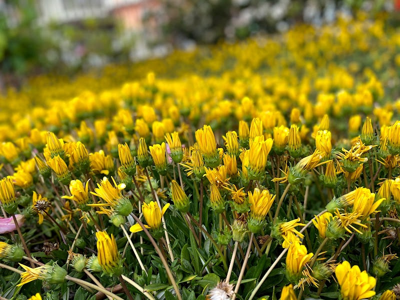 砂山今福健康公園