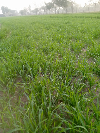 Florist «June Florist», reviews and photos, 8607 18th Ave, Brooklyn, NY 11214, USA