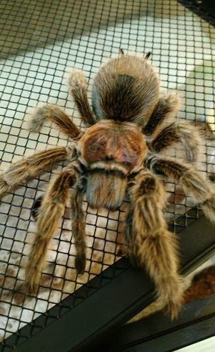 Pet Supply Store «PetSmart», reviews and photos, 1705 N Bechtle Ave, Springfield, OH 45504, USA