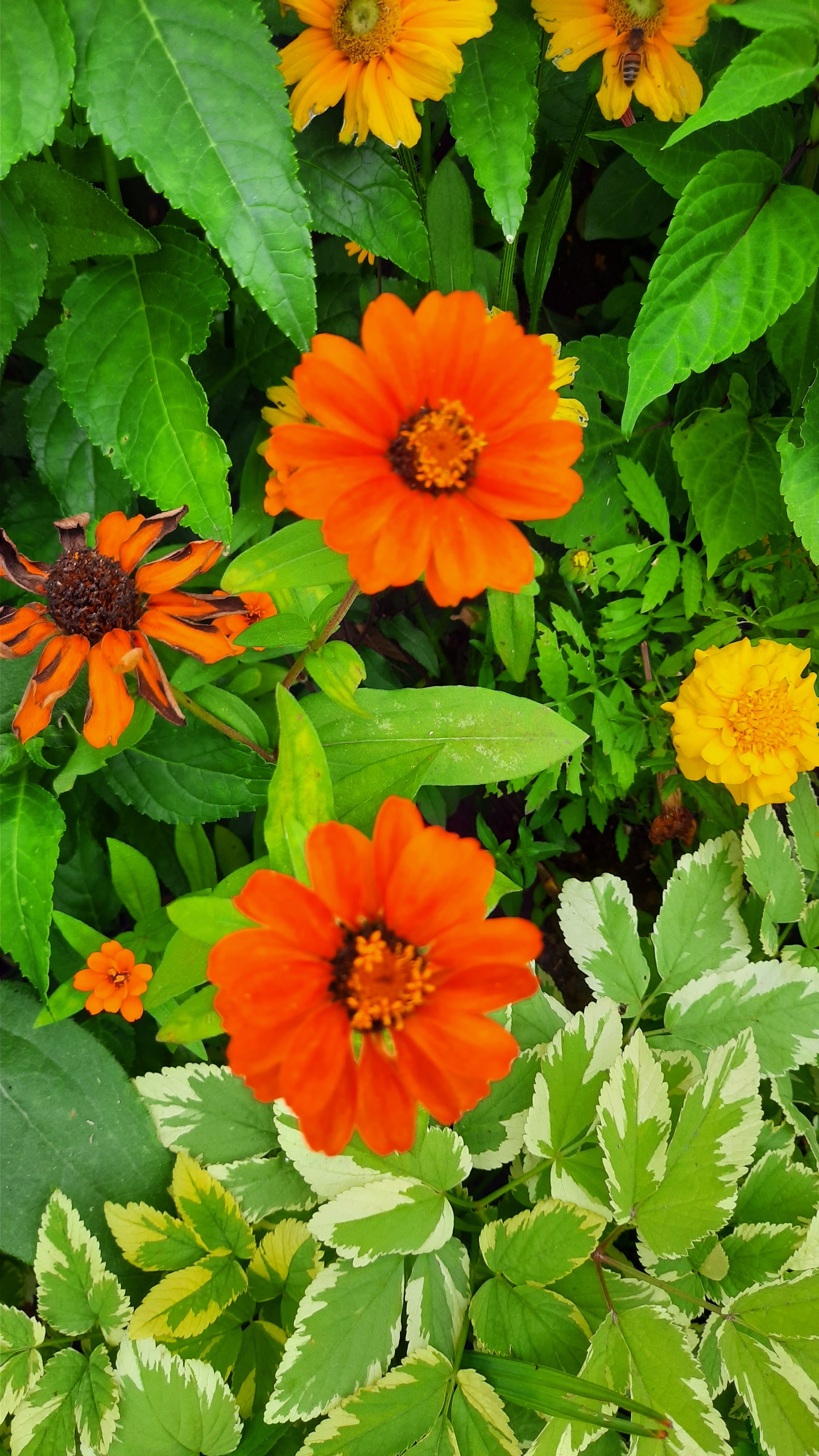 Photo n° 11 de l'avis de Louve.e fait le 22/07/2020 à 08:42