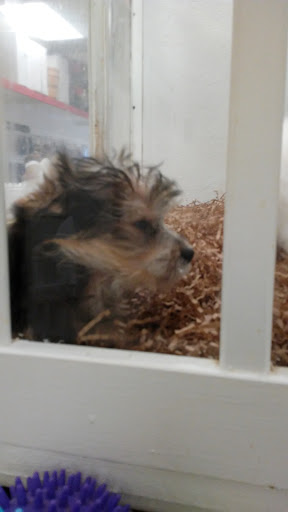 Pet Store «Puppy City», reviews and photos, 3343 Valley Pike, Winchester, VA 22602, USA