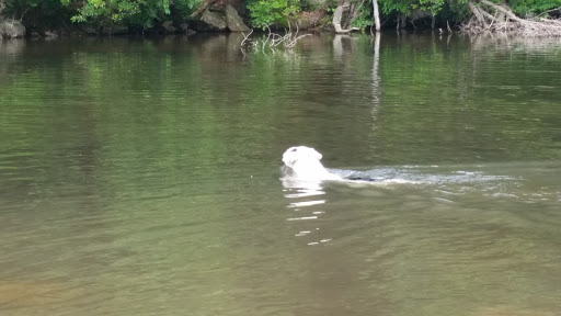 Park «Lykens Glen Park», reviews and photos, 706 Park View Rd, Lykens, PA 17048, USA