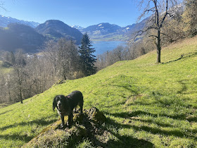 Hundeschule Punkt Hund / Gabriela Fuchs