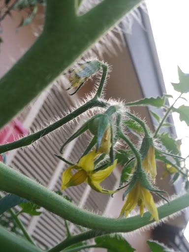 Florist «Avant-Gardens», reviews and photos, 7220 Bird Rd, Miami, FL 33155, USA