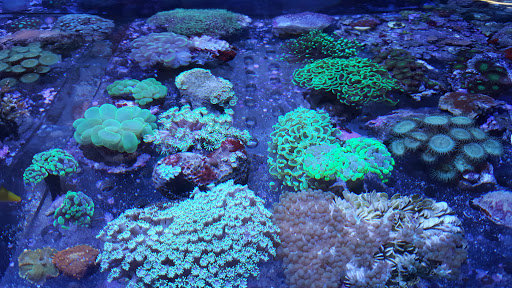 Tropical Fish Store «Scranton Aquarium», reviews and photos, 1819 Sanderson Ave, Scranton, PA 18509, USA