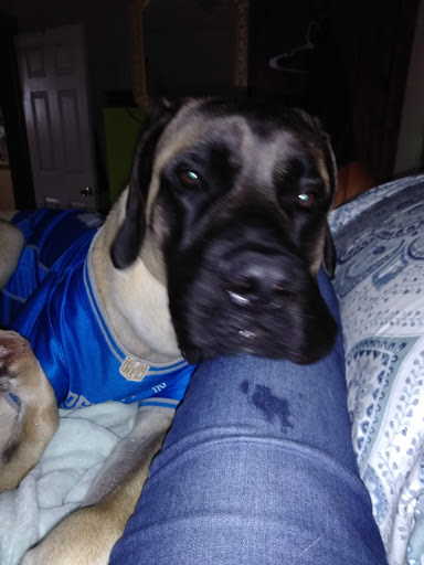 Pet Supply Store «Petco Animal Supplies», reviews and photos, 5239 Harvey St, Norton Shores, MI 49444, USA