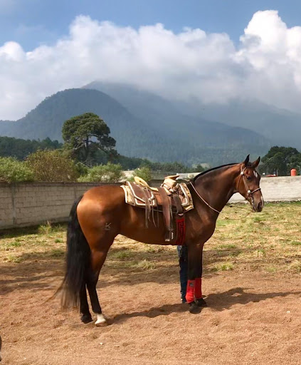 Centro Caballar Covadonga