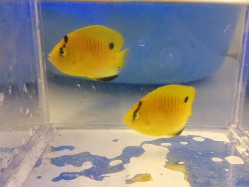 Pet Supply Store «Live Tanks Aquarium Center», reviews and photos, 500 North Dr, Melbourne, FL 32934, USA