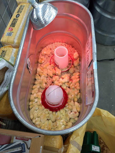 Home Improvement Store «Tractor Supply Co.», reviews and photos, 673 College Hwy, Southwick, MA 01077, USA