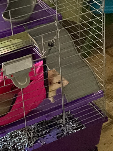 Pet Store «Forever Pets Inc», reviews and photos, 1030 Basse Rd, San Antonio, TX 78212, USA