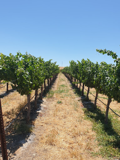 Vineyard «McGrail Vineyards and Winery», reviews and photos, 5600 Greenville Rd, Livermore, CA 94550, USA