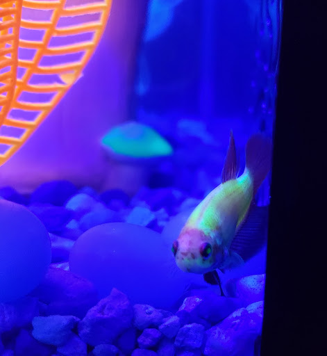 Pet Supply Store «PetSmart», reviews and photos, 482 Stillwater Ave Ste 2A, Bangor, ME 04401, USA