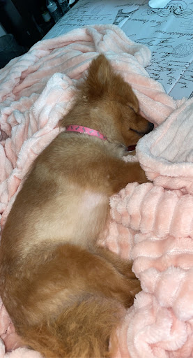 Pet Supply Store «Petco Animal Supplies», reviews and photos, 3452 W Chandler Blvd, Chandler, AZ 85226, USA