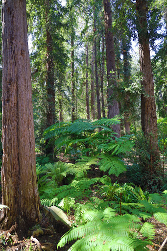 Descanso Gardens image