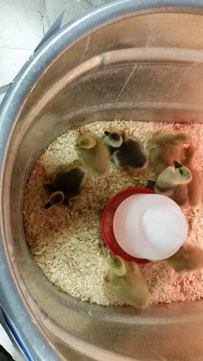 Animal Feed Store «Wilco Farm Store», reviews and photos, 815 W Main St, Battle Ground, WA 98604, USA