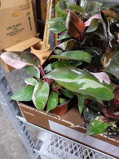 Hardware Store «Proctor Ace Hardware», reviews and photos, 1281 Atlantic Blvd, Neptune Beach, FL 32266, USA