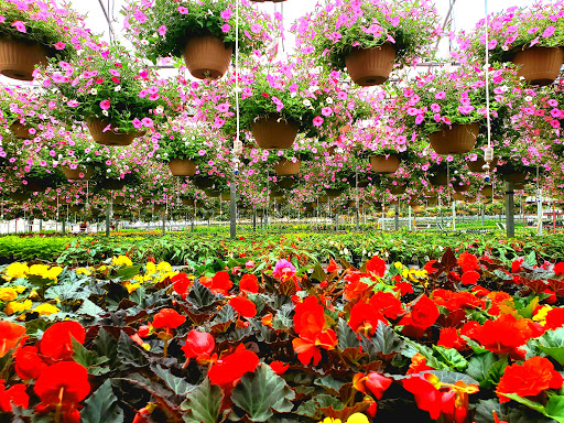 Plant Nursery «Blooming Acres», reviews and photos, 7561 State Rd, Wadsworth, OH 44281, USA